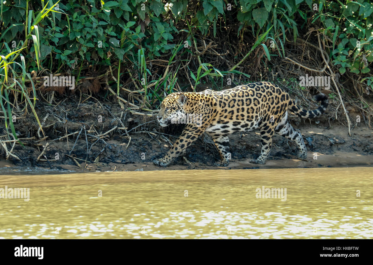 Mutter Jaguar Jagd nach Yacare Caiman für sich und zwei jungen, entlang des Flusses Cuiaba im Pantanal Mato Orduspor in Brasilien, Südamerika Stockfoto