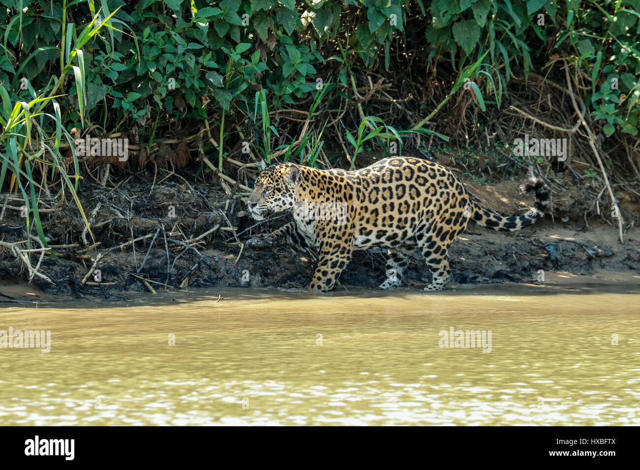 Mutter Jaguar Jagd nach Yacare Caiman für sich und zwei jungen, entlang des Flusses Cuiaba im Pantanal Mato Orduspor in Brasilien, Südamerika Stockfoto