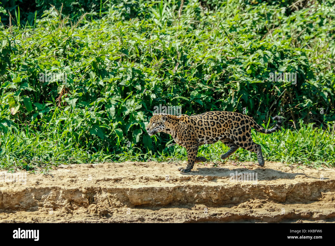 Mutter Jaguar nachlaufen Yacare Caiman für sich und ihre zwei jungen, entlang des Flusses Cuiaba im Pantanal Mato Orduspor in Brasilien, Südamerika Stockfoto