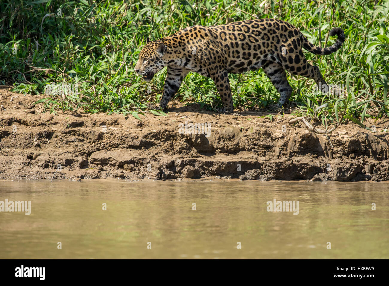 Mutter Jaguar nachlaufen Yacare Caiman für sich und ihre zwei jungen, entlang des Flusses Cuiaba im Pantanal Mato Orduspor in Brasilien, Südamerika Stockfoto