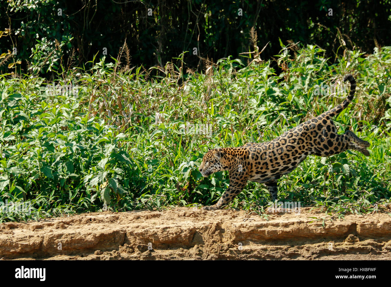 Mutter Jaguar nachlaufen Yacare Caiman für sich und ihre zwei jungen, entlang des Flusses Cuiaba im Pantanal Mato Orduspor in Brasilien, Südamerika Stockfoto