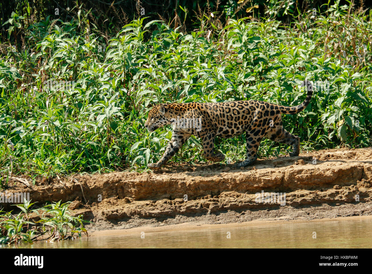 Mutter Jaguar nachlaufen Yacare Caiman für sich und ihre zwei jungen, entlang des Flusses Cuiaba im Pantanal Mato Orduspor in Brasilien, Südamerika Stockfoto