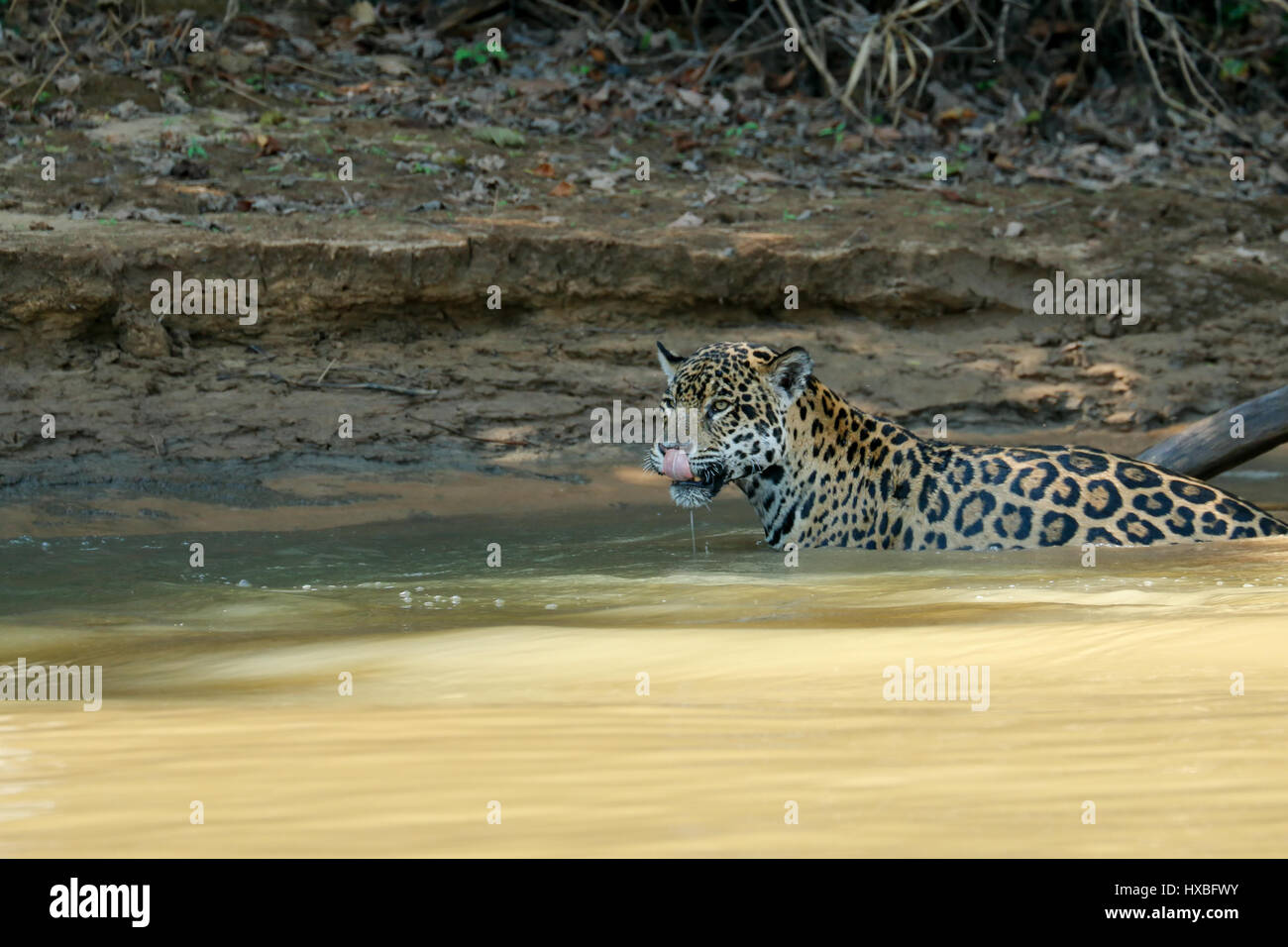 Mutter, Jaguar klettern aus dem Fluss Cuiaba nach einem gescheiterten Versuch, einen Yacare Caiman für sich und ihre zwei jungen zusammen in der Pantanal-Matte zu fangen Stockfoto