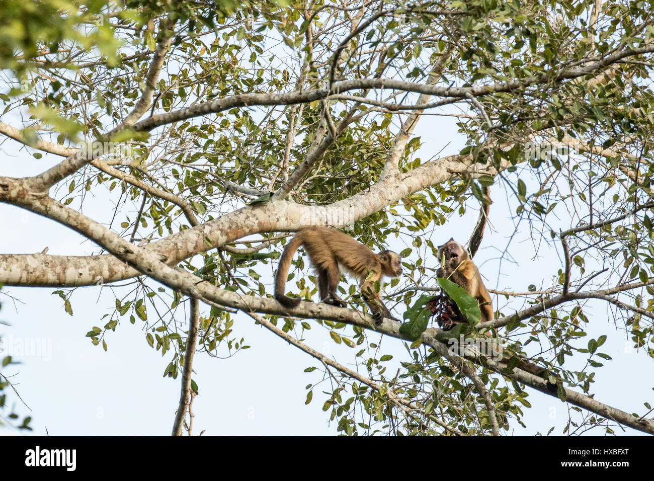 Zwei braune oder schwarze gekappt, Pin oder Tufted Affen (Sapajus Apella) in das Pantanal-Region, Mato Grosso, Brasilien, Südamerika.  Der kleinere war betteln Stockfoto