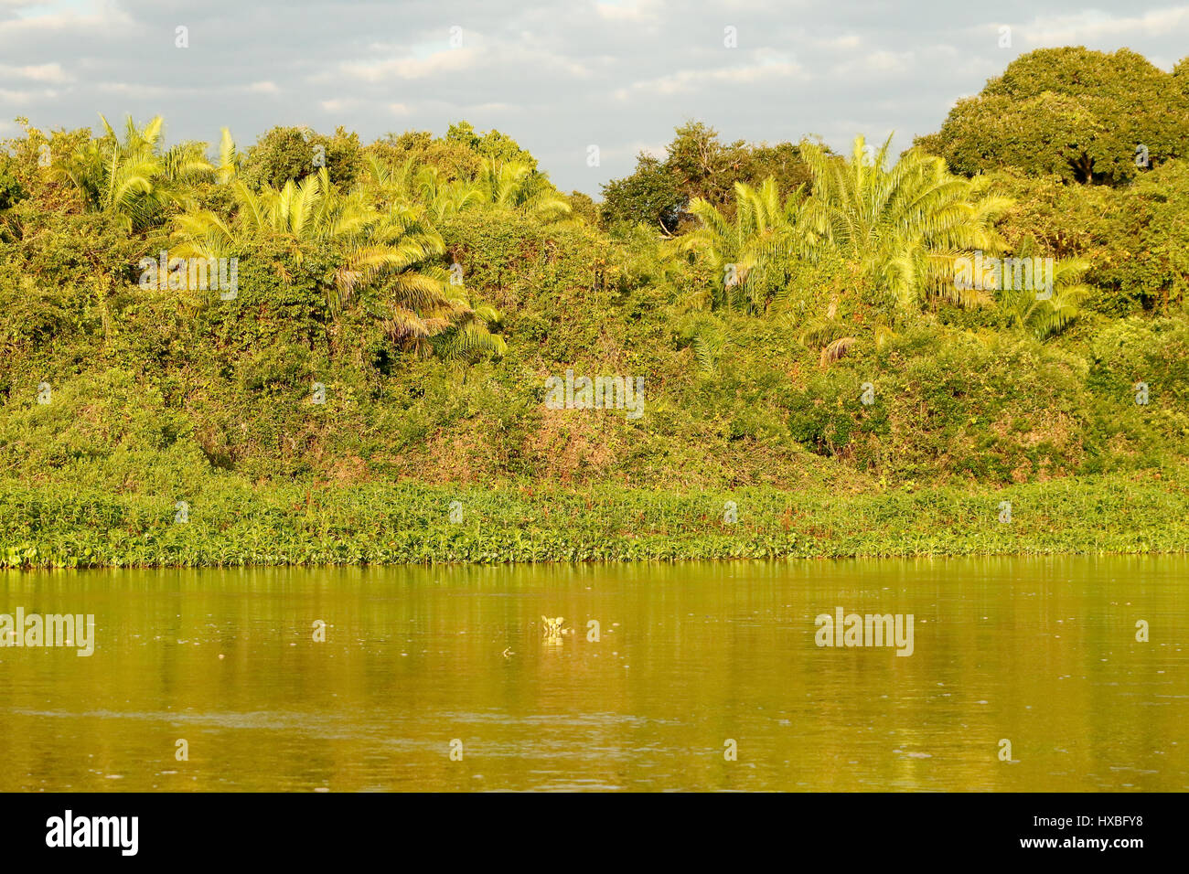 Sonnenaufgang am Ufer des Flusses Cuiaba Flusses Cuiaba im Pantanal Region, Mato Grosso, Brasilien, Südamerika.  Hängende Antenne Baumwurzeln machen Stockfoto