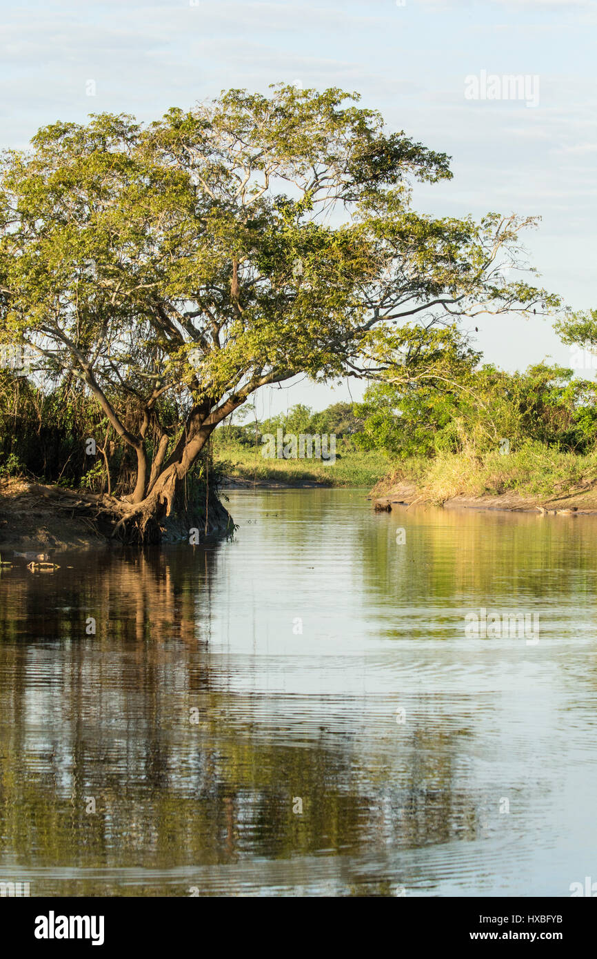 Sonnenuntergang an einem flachen Nebenarm des Flusses Cuiaba im Pantanal Region, Mato Grosso, Brasilien, Südamerika Stockfoto