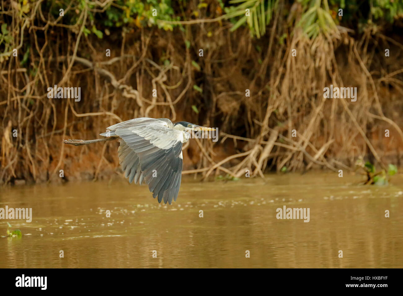 Cocoi Heron fliegen entlang des Flusses Cuiaba im Pantanal Region, Mato Grosso, Brasilien, Südamerika Stockfoto