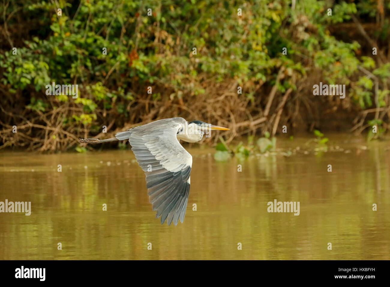 Cocoi Heron fliegen entlang des Flusses Cuiaba im Pantanal Region, Mato Grosso, Brasilien, Südamerika Stockfoto