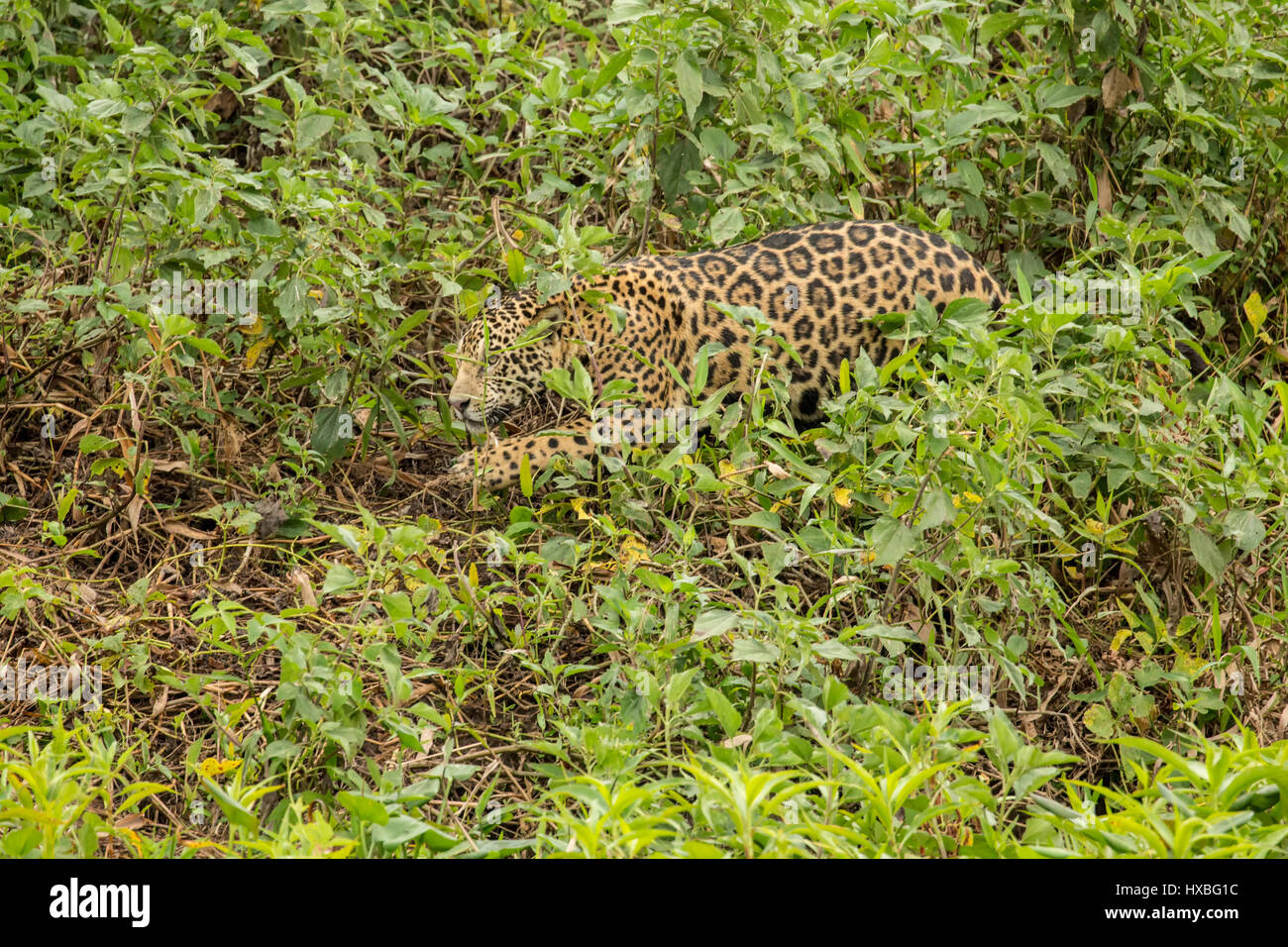 Jaguar-Jagd nach Beute im Unterholz entlang des Flusses Cuiaba im Pantanal Region, Mato Grosso, Brasilien, Südamerika Stockfoto