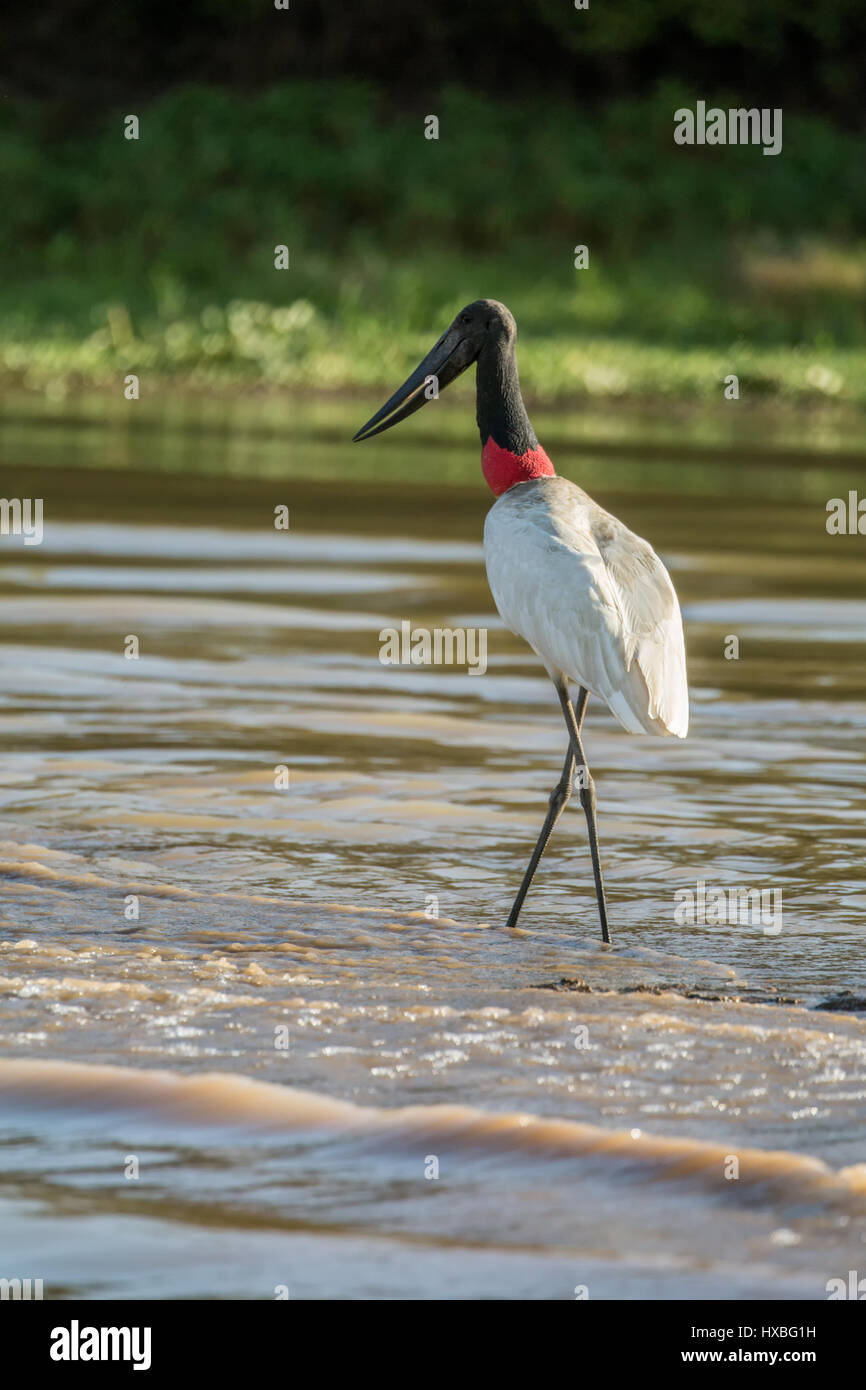 Jabiru waten im seichten Wasser des Flusses Cuiaba, auf der Suche nach Nahrung, im Großraum Pantanal Mato Grosso, Brasilien, Südamerika Stockfoto