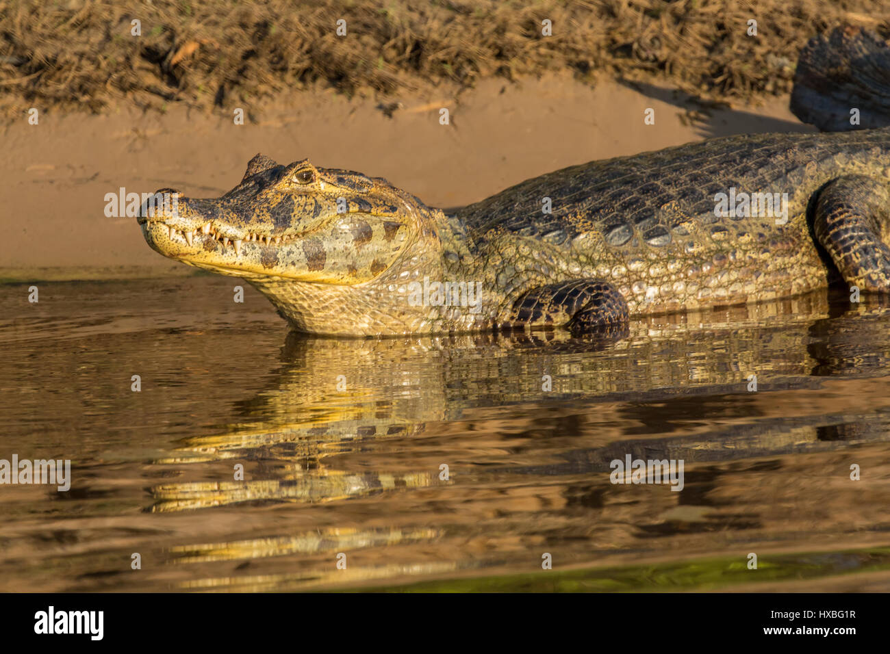 Yacare Caiman sonnen sich an den Ufern des Flusses Cuiaba im Pantanal Region, Mato Grosso, Brasilien, Südamerika Stockfoto