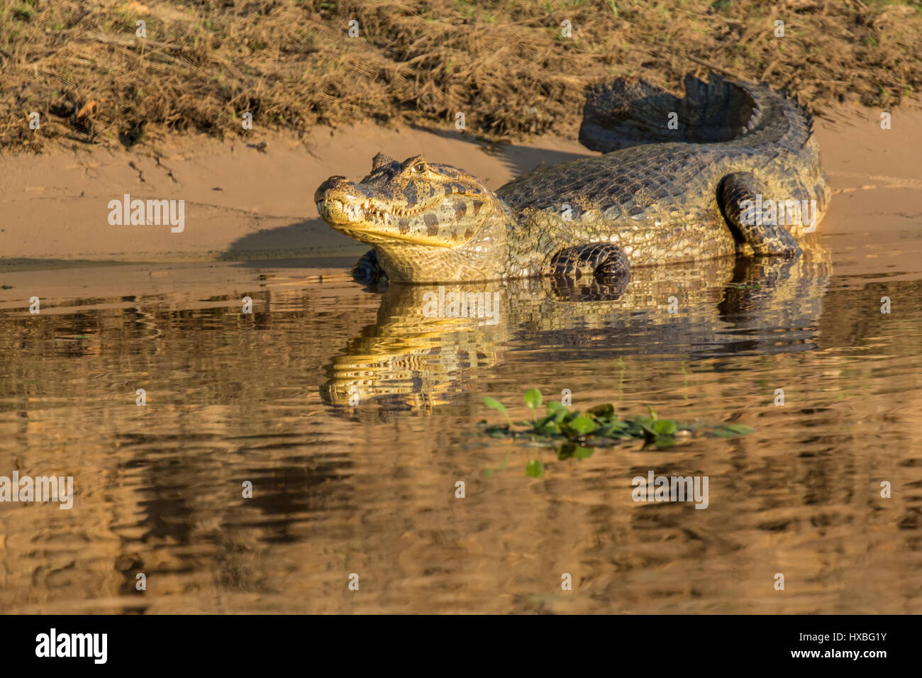 Yacare Caiman sonnen sich an den Ufern des Flusses Cuiaba im Pantanal Region, Mato Grosso, Brasilien, Südamerika Stockfoto