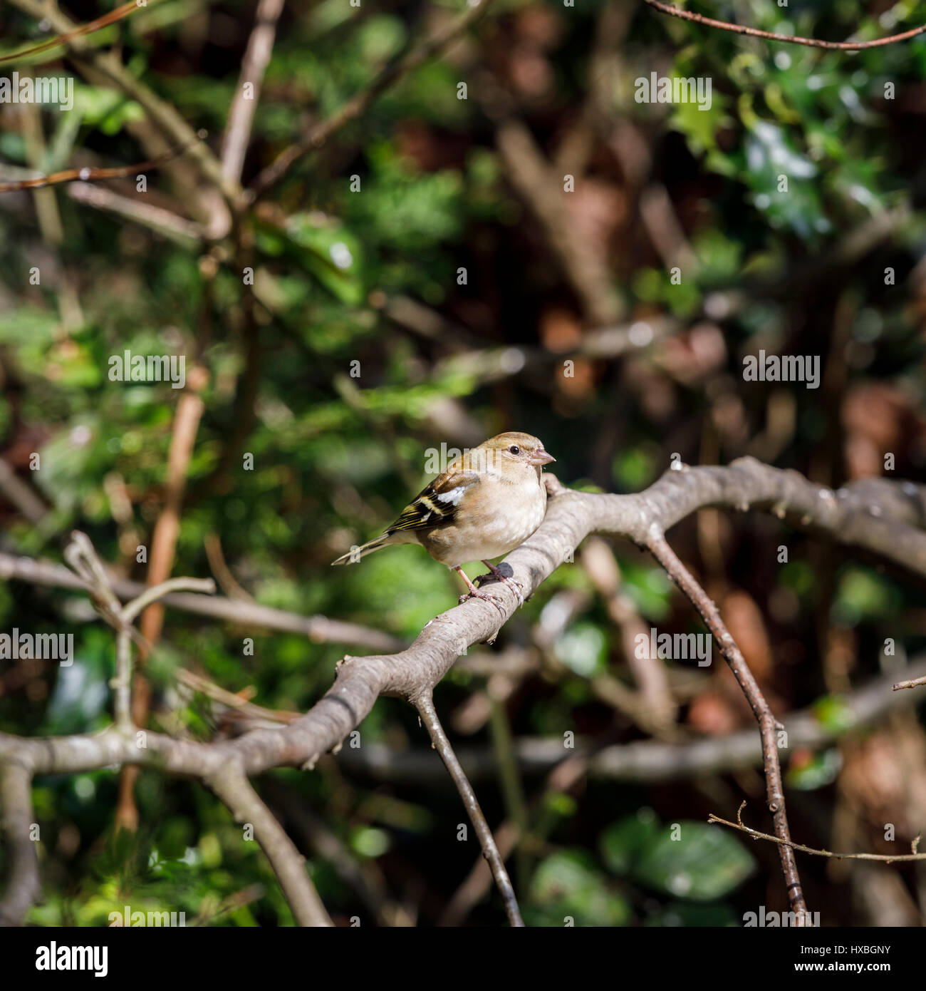 Weibliche gemeinsame Buchfink, Fringilla Coelebs, hocken auf einem Ast im Frühjahr in einem Garten in Surrey, Süd-Ost-England, UK Stockfoto