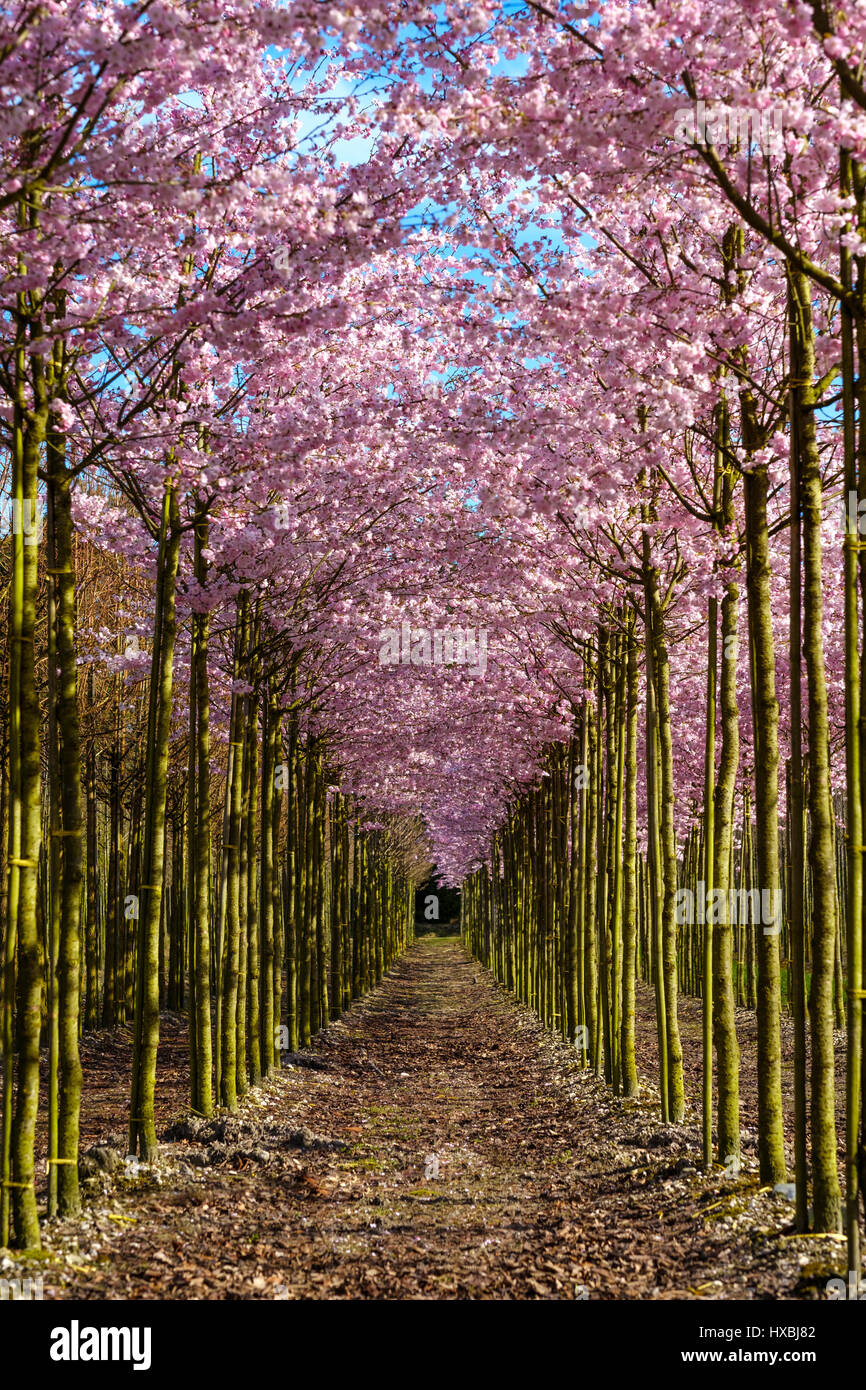 Plantage voller Bäume mit rosa Blüten Stockfoto