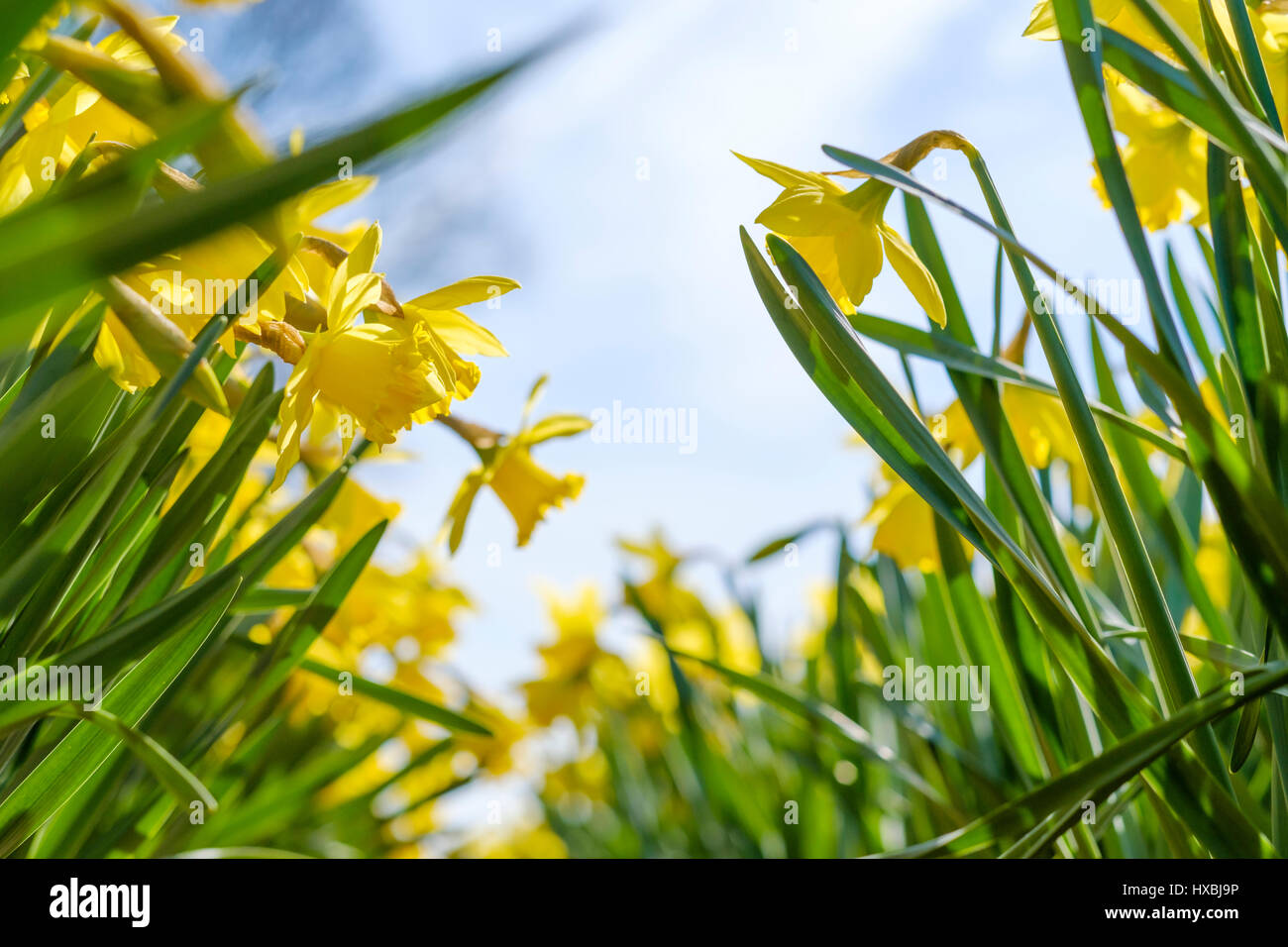 Bereich mit gelben Narzissen auf April morgens in der Sonne Stockfoto