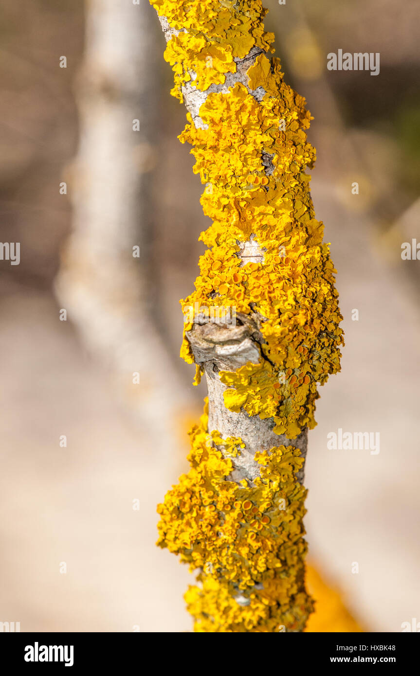 Gelbe Flechten auf dem Ast eines Baumes Stockfoto