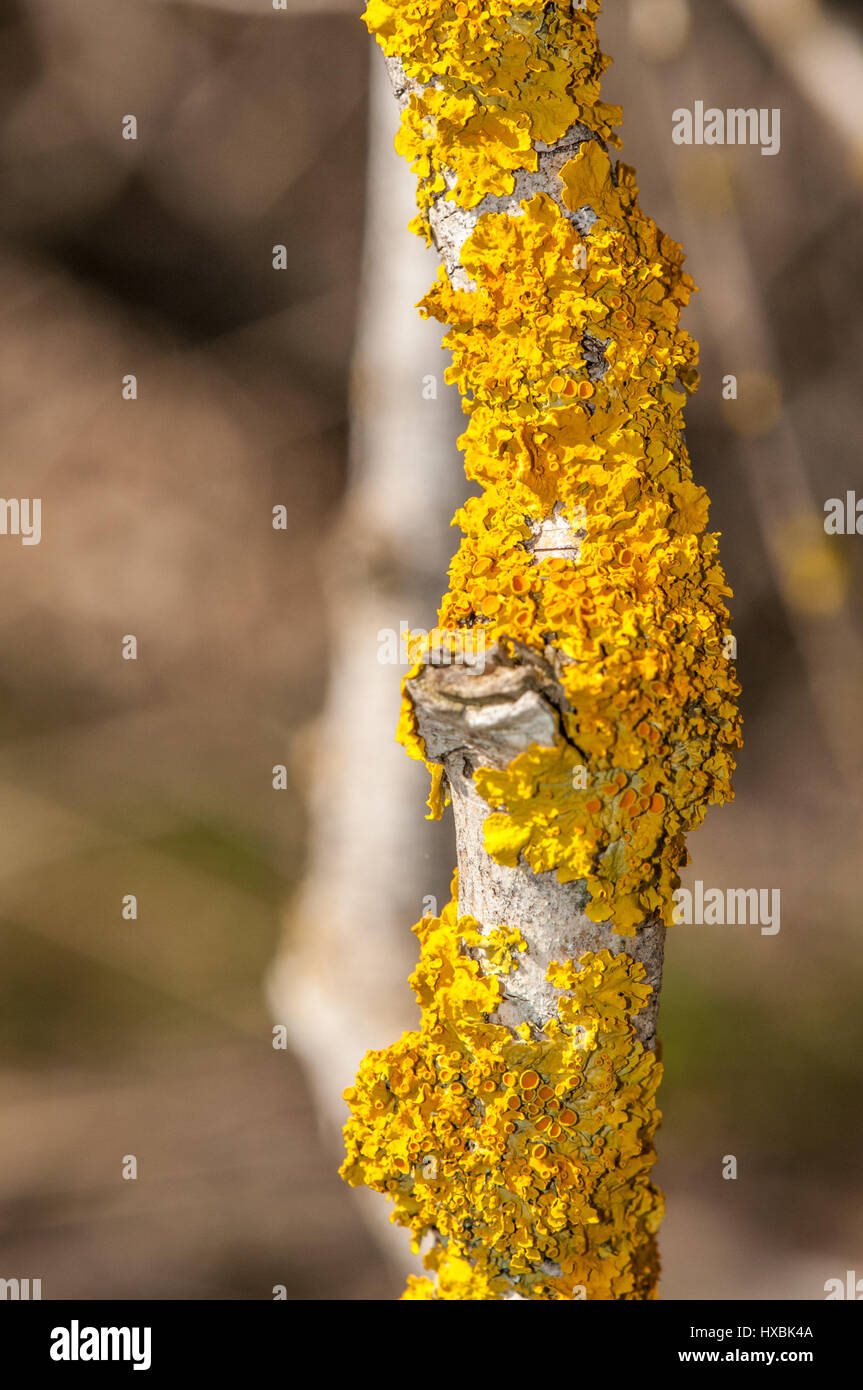 Gelbe Flechten auf dem Ast eines Baumes Stockfoto