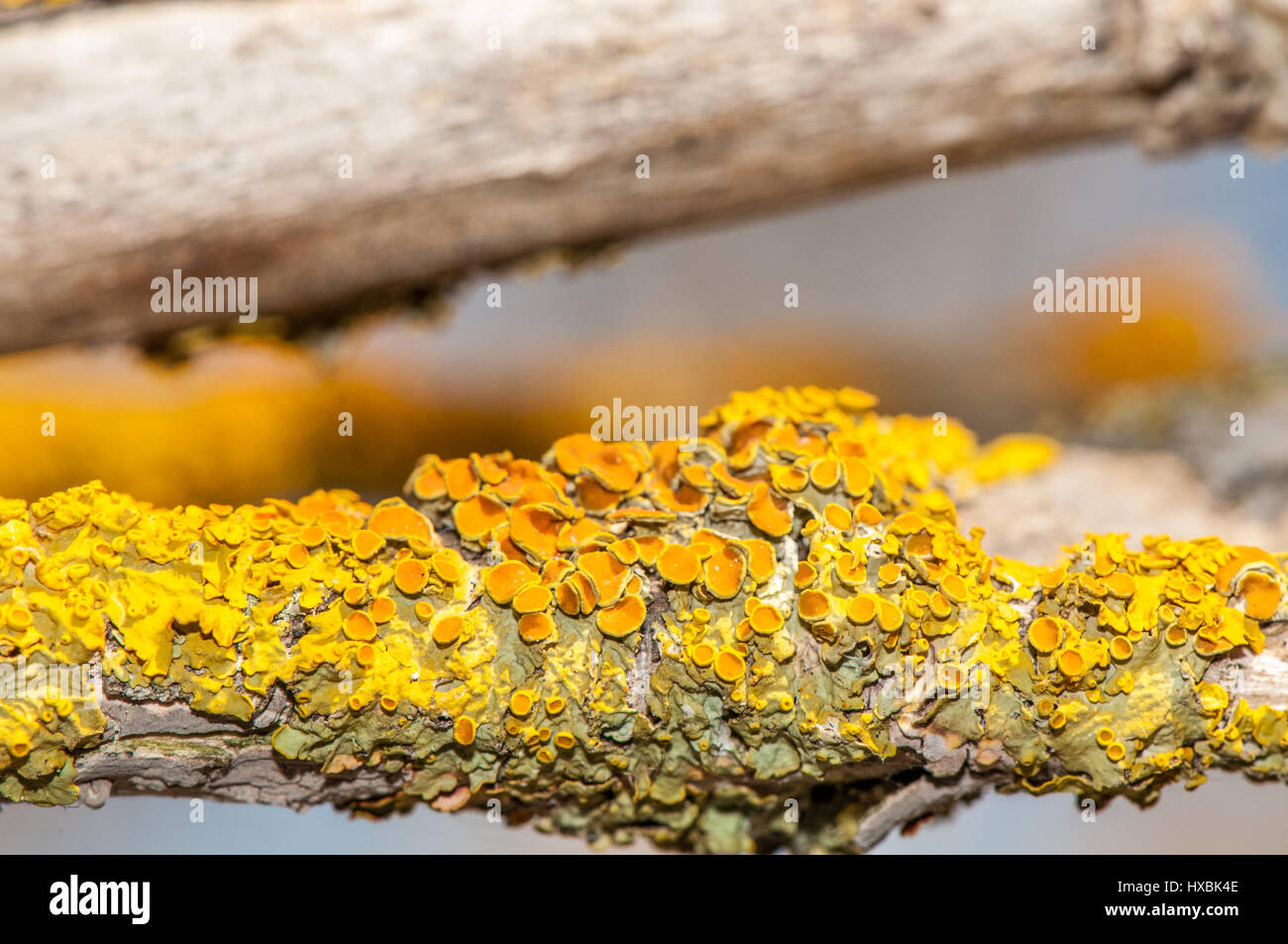 Gelbe Flechten auf dem Ast eines Baumes Stockfoto