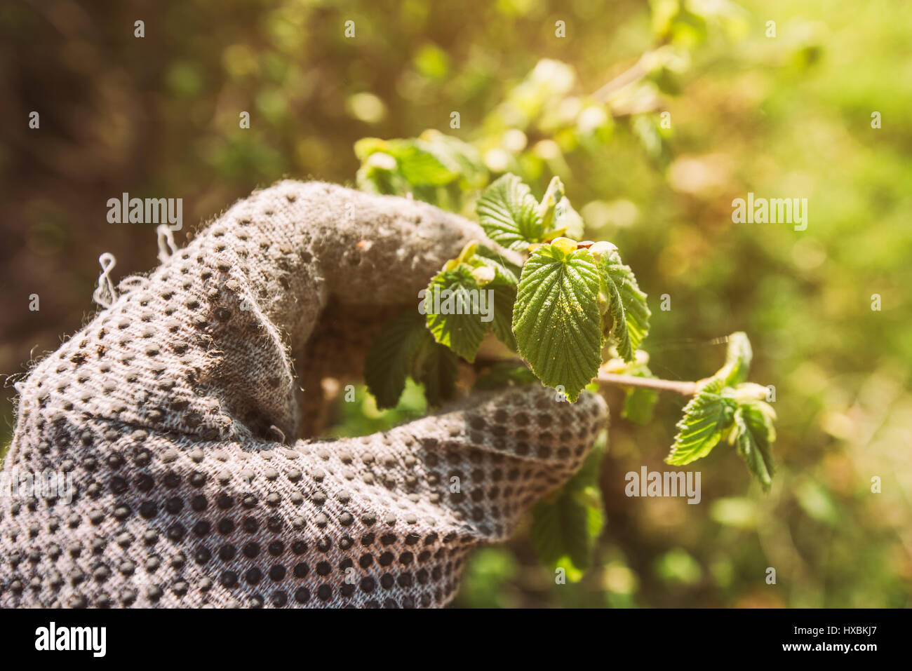 Gärtner Prüfung Haselnuss Baum Blatt im Obstgarten Stockfotografie Alamy