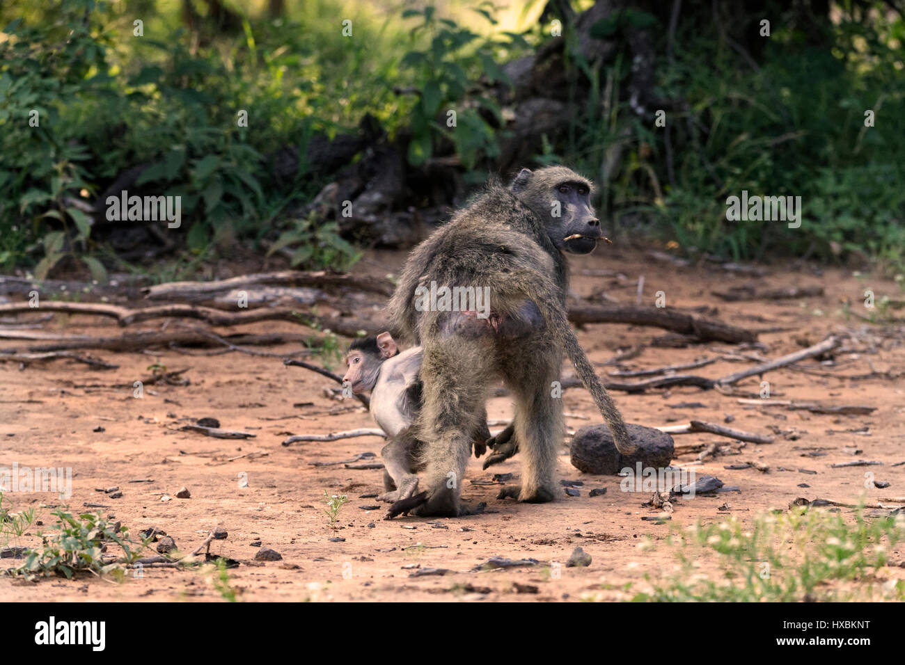 Chacma Pavian mit jungen (Papio Ursinus), Krüger Nationalpark, Südafrika Stockfoto