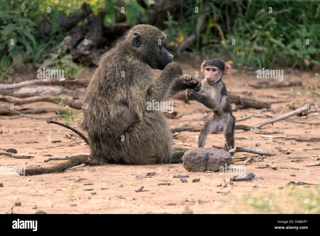 Chacma Pavian mit jungen (Papio Ursinus), Krüger Nationalpark, Südafrika Stockfoto