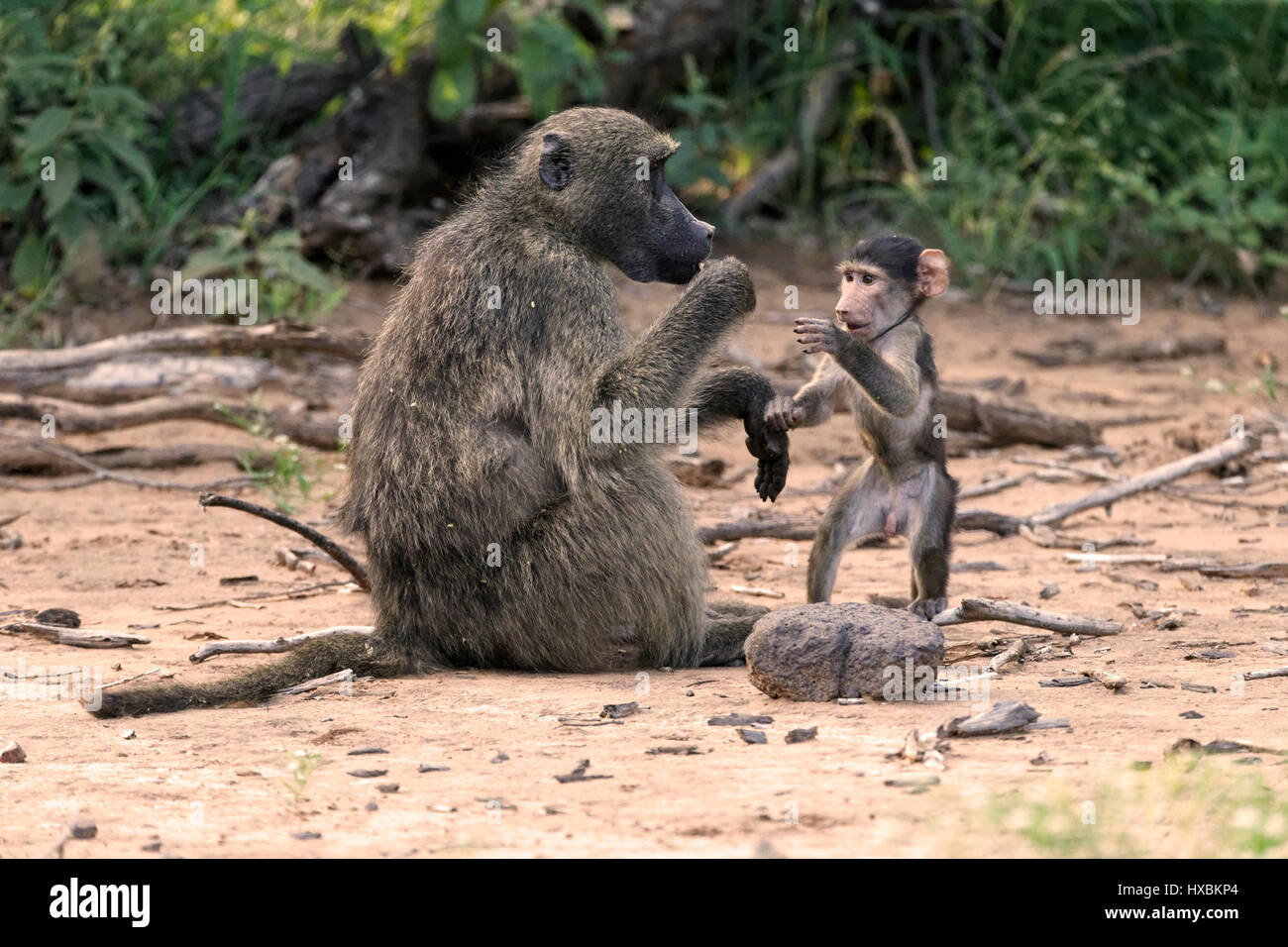 Chacma Pavian mit jungen (Papio Ursinus), Krüger Nationalpark, Südafrika Stockfoto