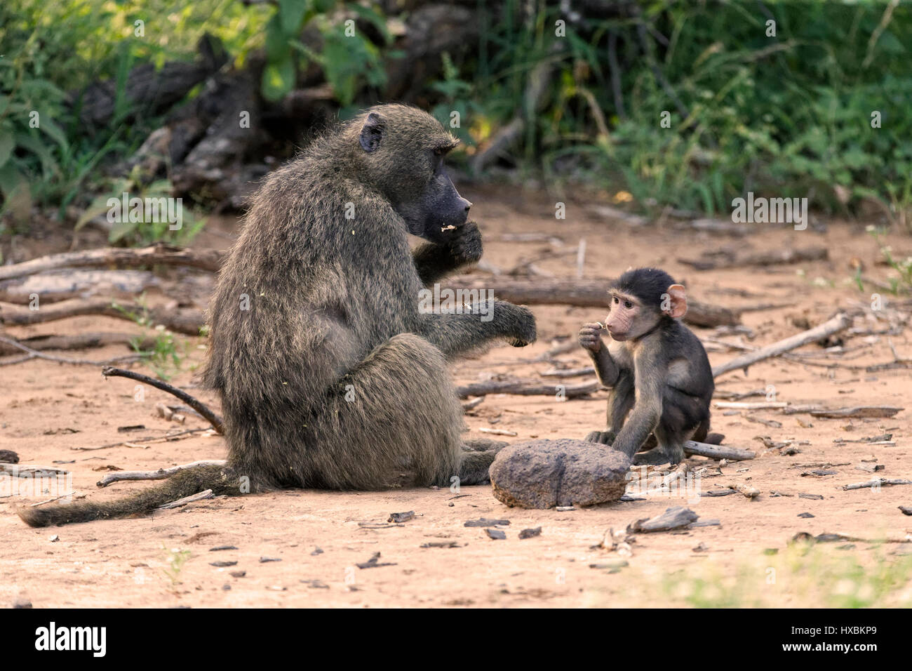 Chacma Pavian mit jungen (Papio Ursinus), Krüger Nationalpark, Südafrika Stockfoto