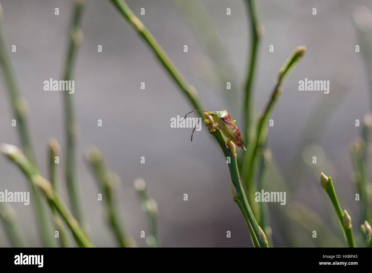 Nahaufnahme von einem Weißdorn Shieldbug (Acanthasoma Haemorrhoidale) Stockfoto