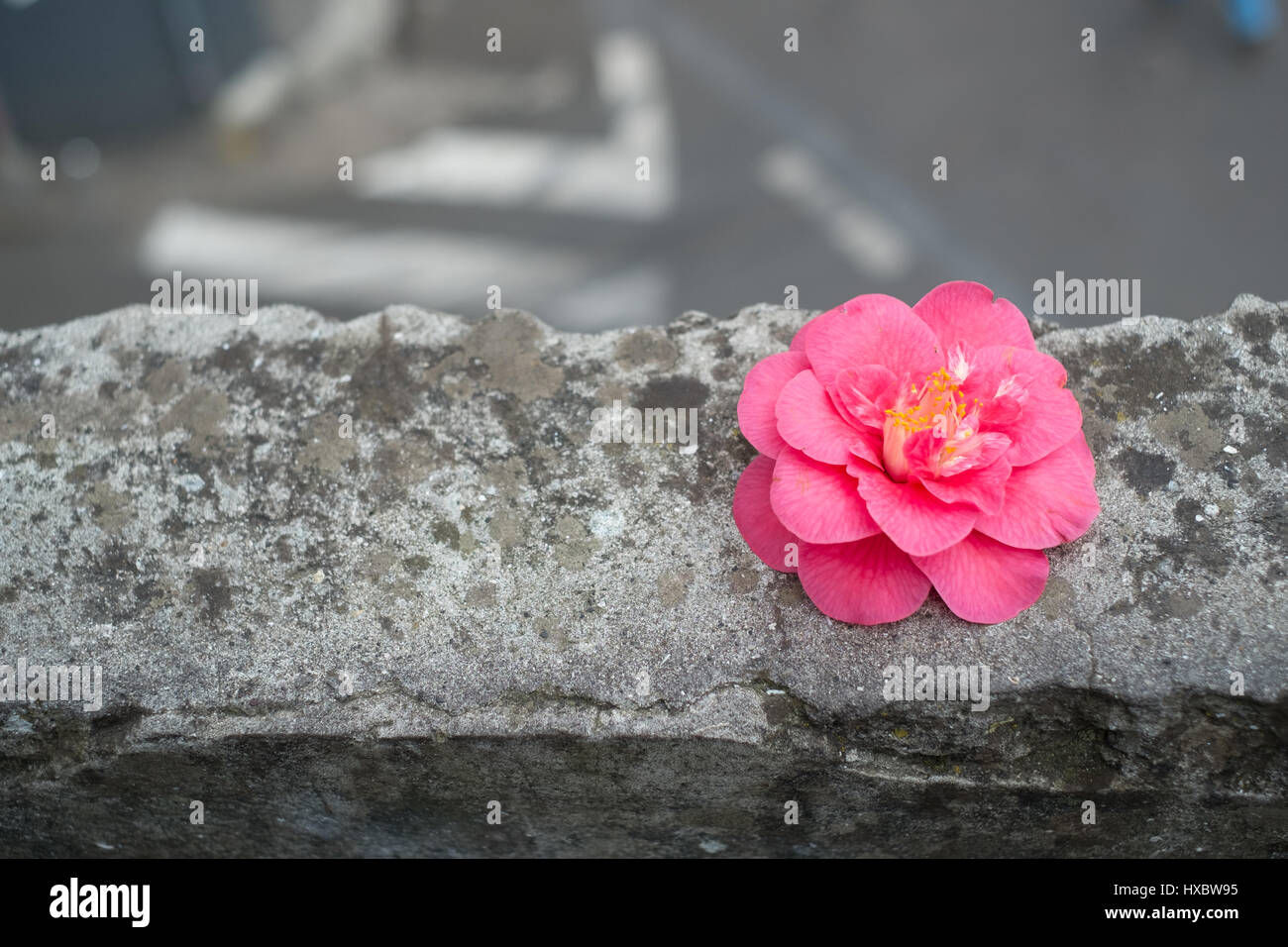 Rosa Kamelie links an der Wand der Kirche Nossa Senhora, Monte, Funchal, Madeira Stockfoto