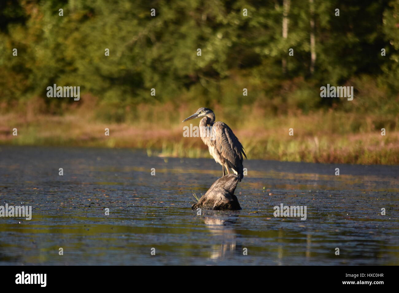 Great Blue Heron balanciert auf stumpf im See jagt für Lebensmittel Stockfoto