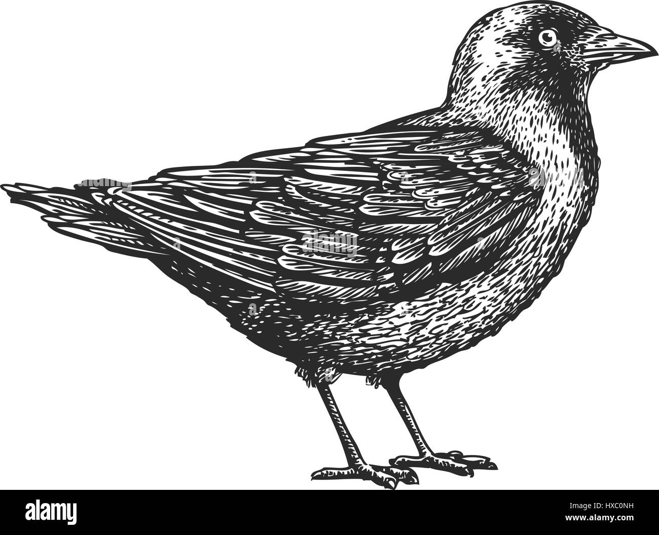 Handgezeichnete Vogel. Tierische Skizze. Vektor-illustration Stock Vektor