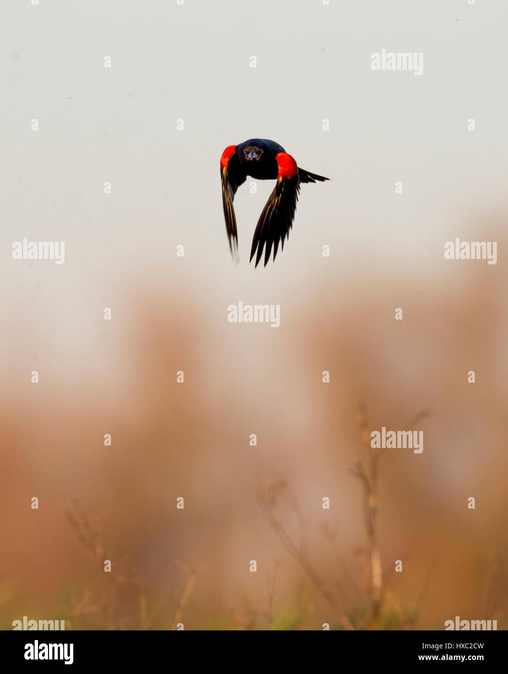 Red winged Blackbird Stockfoto