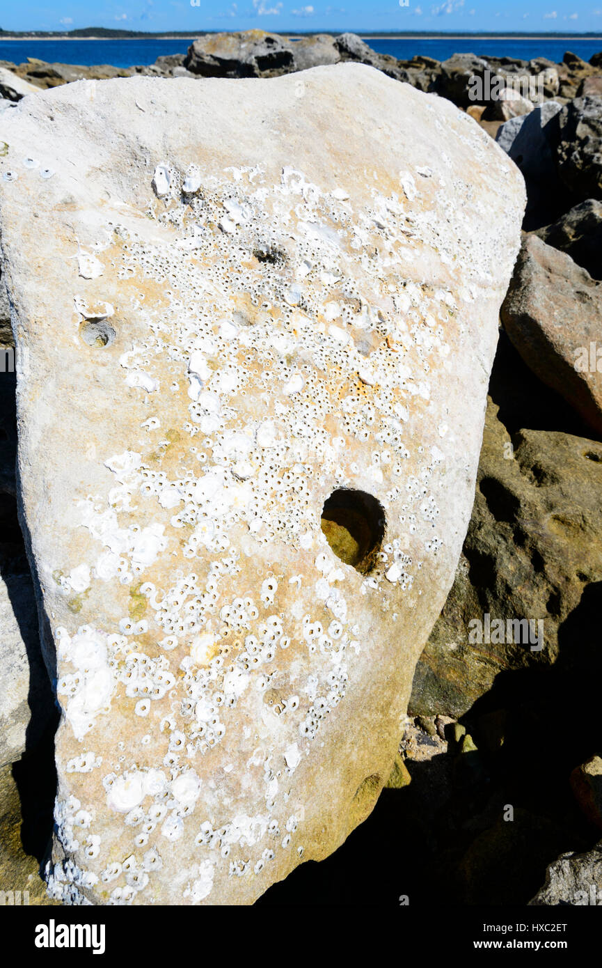 Erodierten Felsen mit Muscheln, eingebettet in Whale Point, Currarong, Beecroft-Halbinsel, Jervis Bay, New South Wales, NSW, Australien Stockfoto