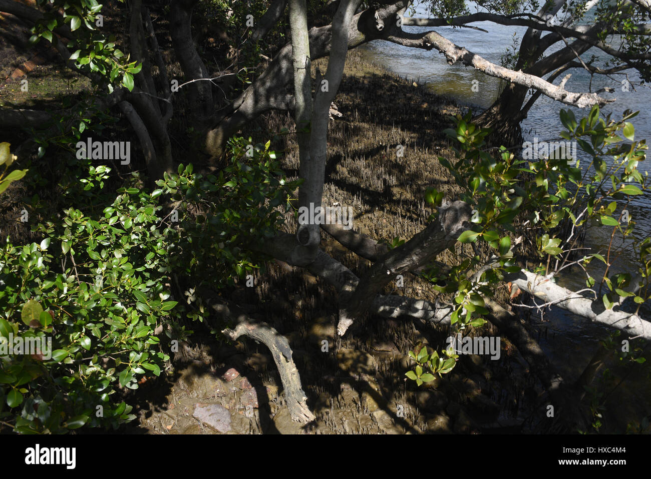 Brisbane, Australien: Mangroven an den Ufern des Brisbane River Stockfoto