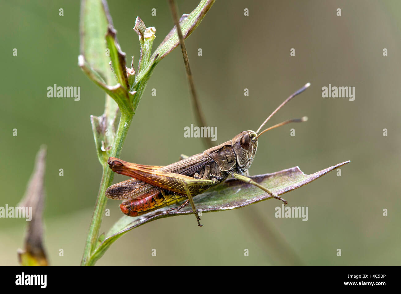 Woodland Grashüpfer (Omocestus Art) auf durchsuchten Pflanze, Männlich, Schweiz Stockfoto