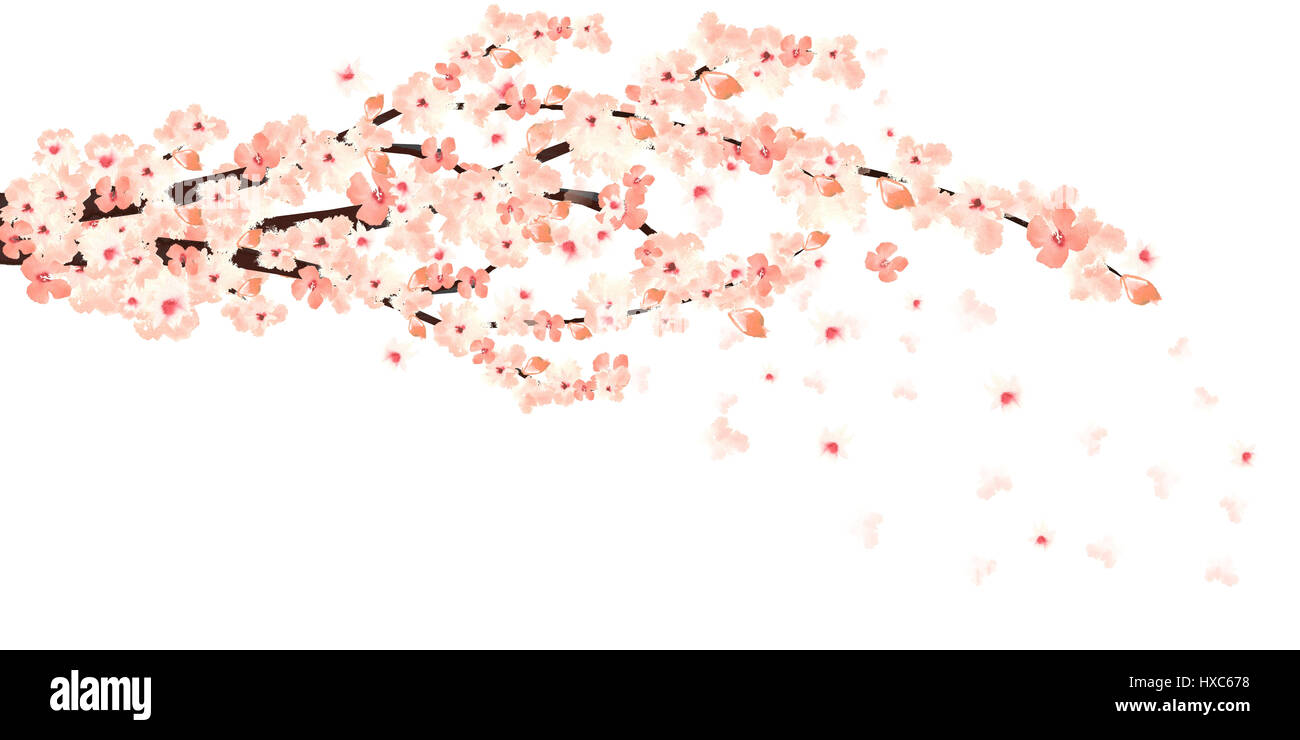 Zweig der rosa Aquarell Blumen von Sakura mit Blütenblättern Stockfoto
