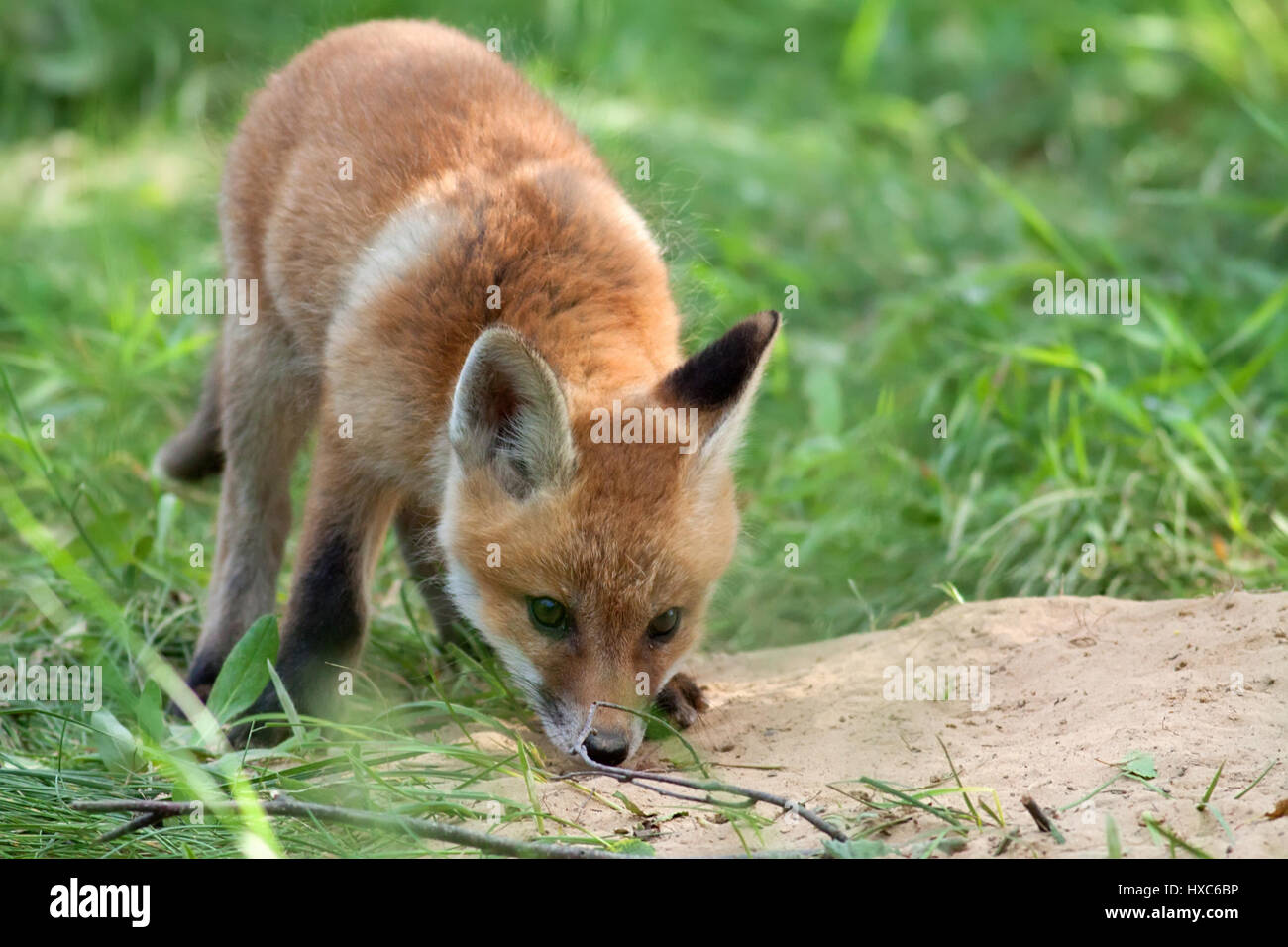 Fuchs in freier Wildbahn Stockfoto