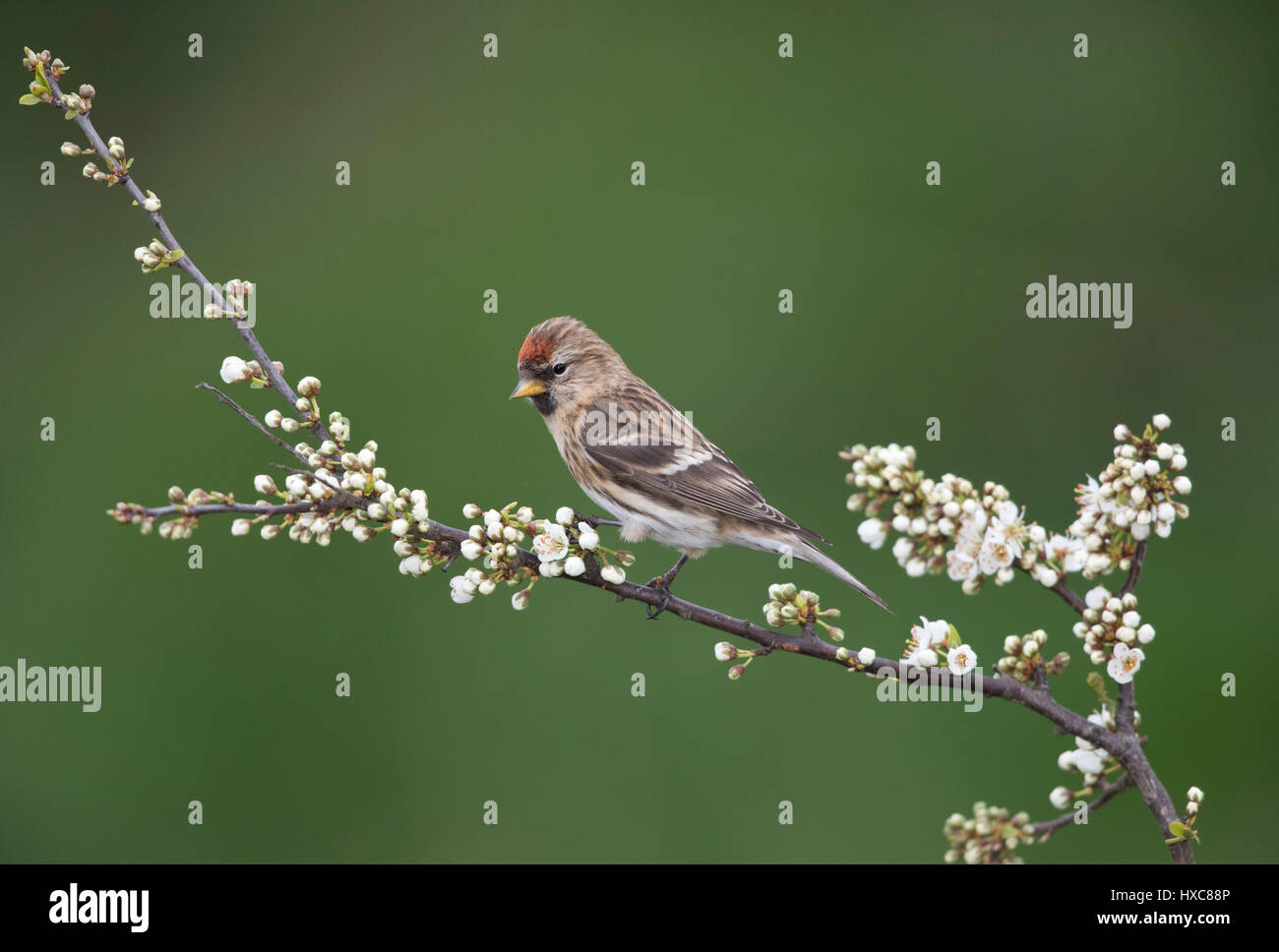 Gemeinsamen Redpoll auf einem blühenden Blackthorn Zweig im Frühling 2017, an der Grenze zu Wales/Shropshire, uk Stockfoto