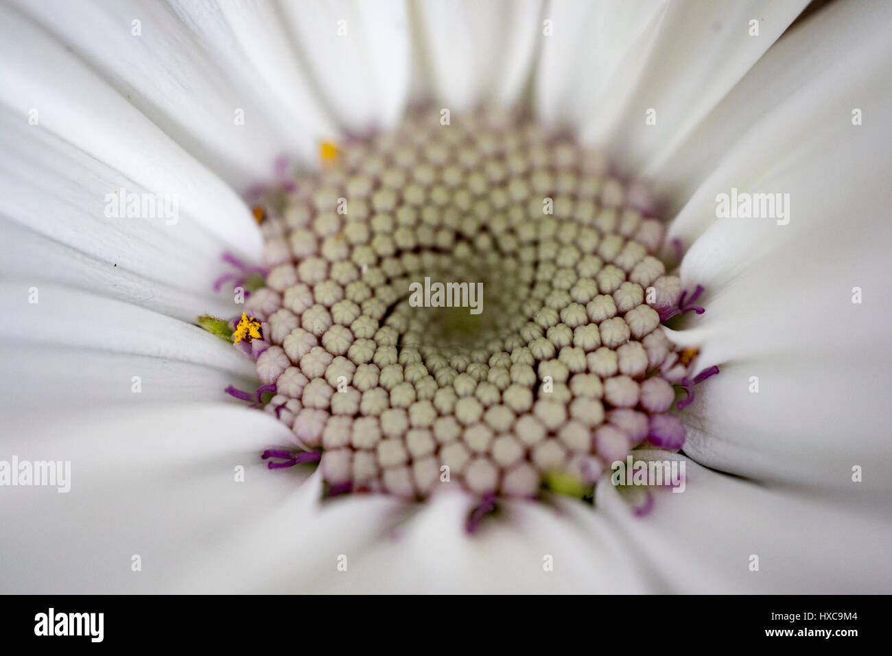schöne Frühlingsblumen. Fokus auf die Staubfäden, Hintergrund ist unscharf gestellt. Stockfoto