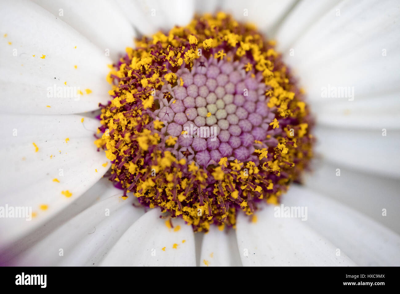 schöne Frühlingsblumen. Fokus auf die Pollen, Hintergrund ist unscharf gestellt. Stockfoto