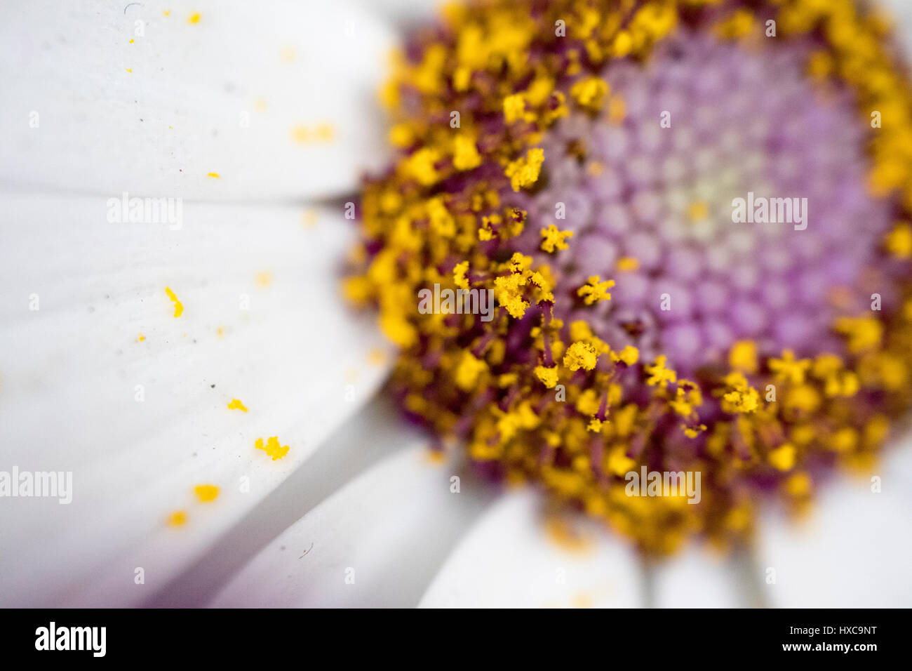 schöne Frühlingsblumen. Fokus auf die Pollen, Hintergrund ist unscharf gestellt. Stockfoto