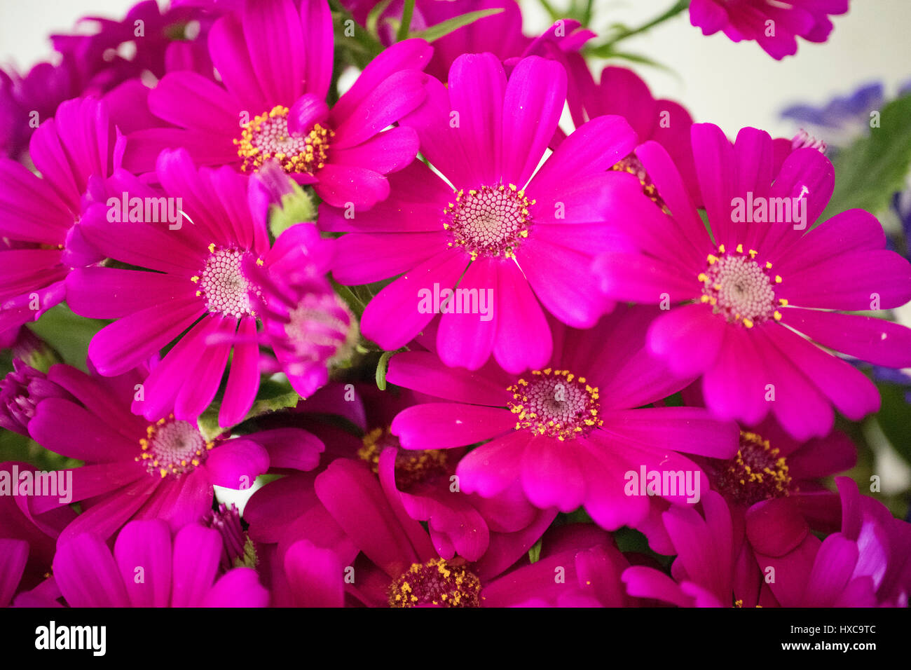anschauliche farbige Frühling Blumen blühen Stockfoto