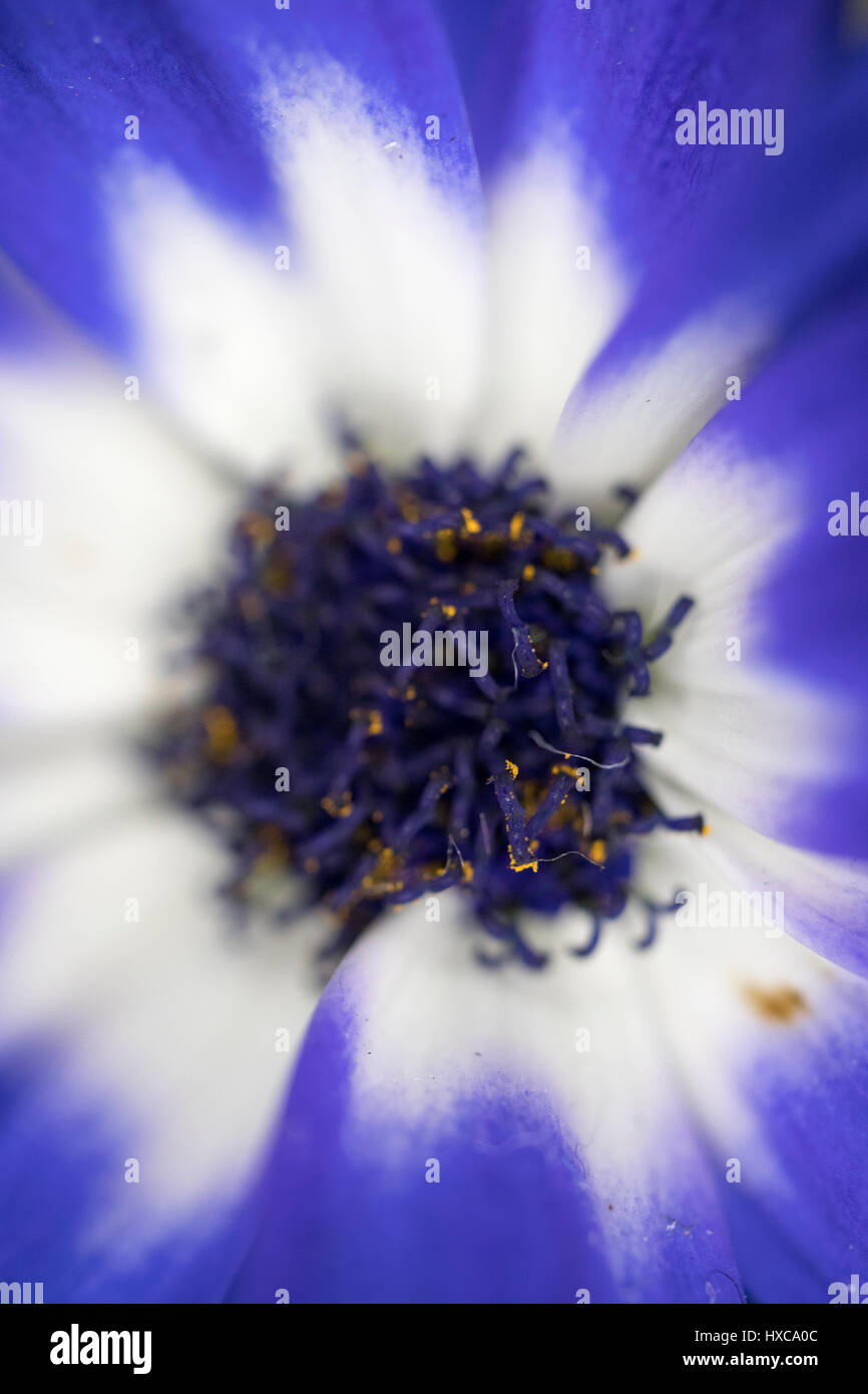 weiße und blaue Blütenblatt mit Pistel, Staubblätter und Pollen. fokussiert auf die Oberseite Pistel und Pollen und Rest der Bereich unscharf gestellt Stockfoto