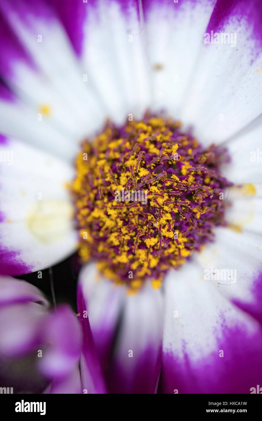 schöne Frühlingsblumen. konzentrieren sich auf der Vorderseite Blumen und hinteren Seite unscharf gestellt Stockfoto