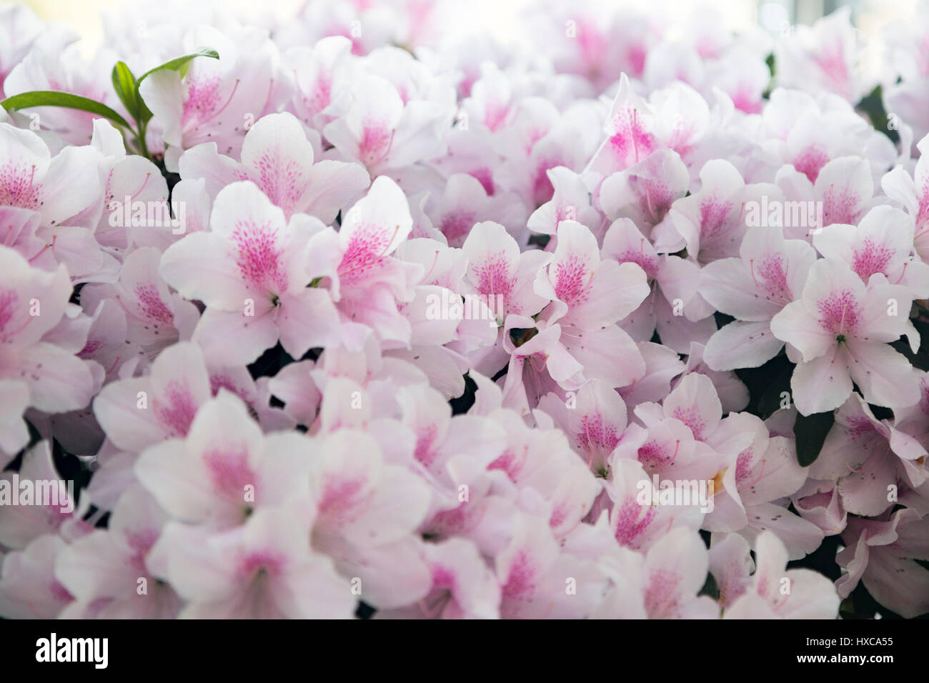 weiße Blumen benannt Azalee sind voll blühen im Garten. Stockfoto