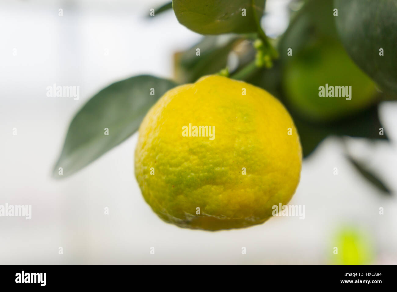 Zitronenbaum im Innenbereich, UK. Stockfoto