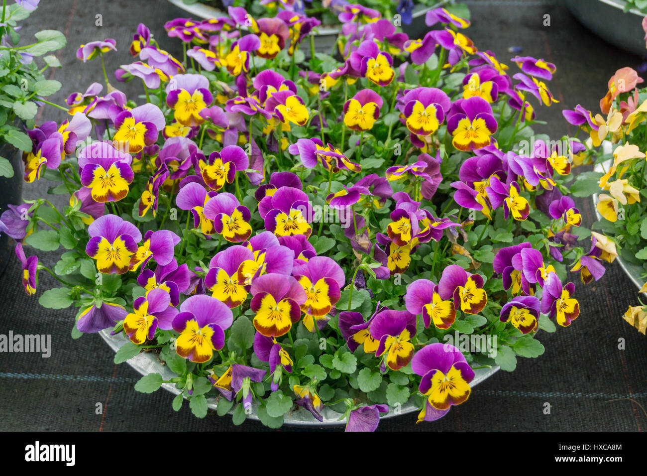 Frühling Blumen in Pflanzgefäße Stockfoto