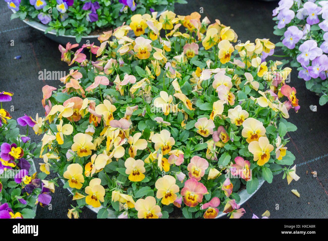 Frühling Blumen in Pflanzgefäße Stockfoto