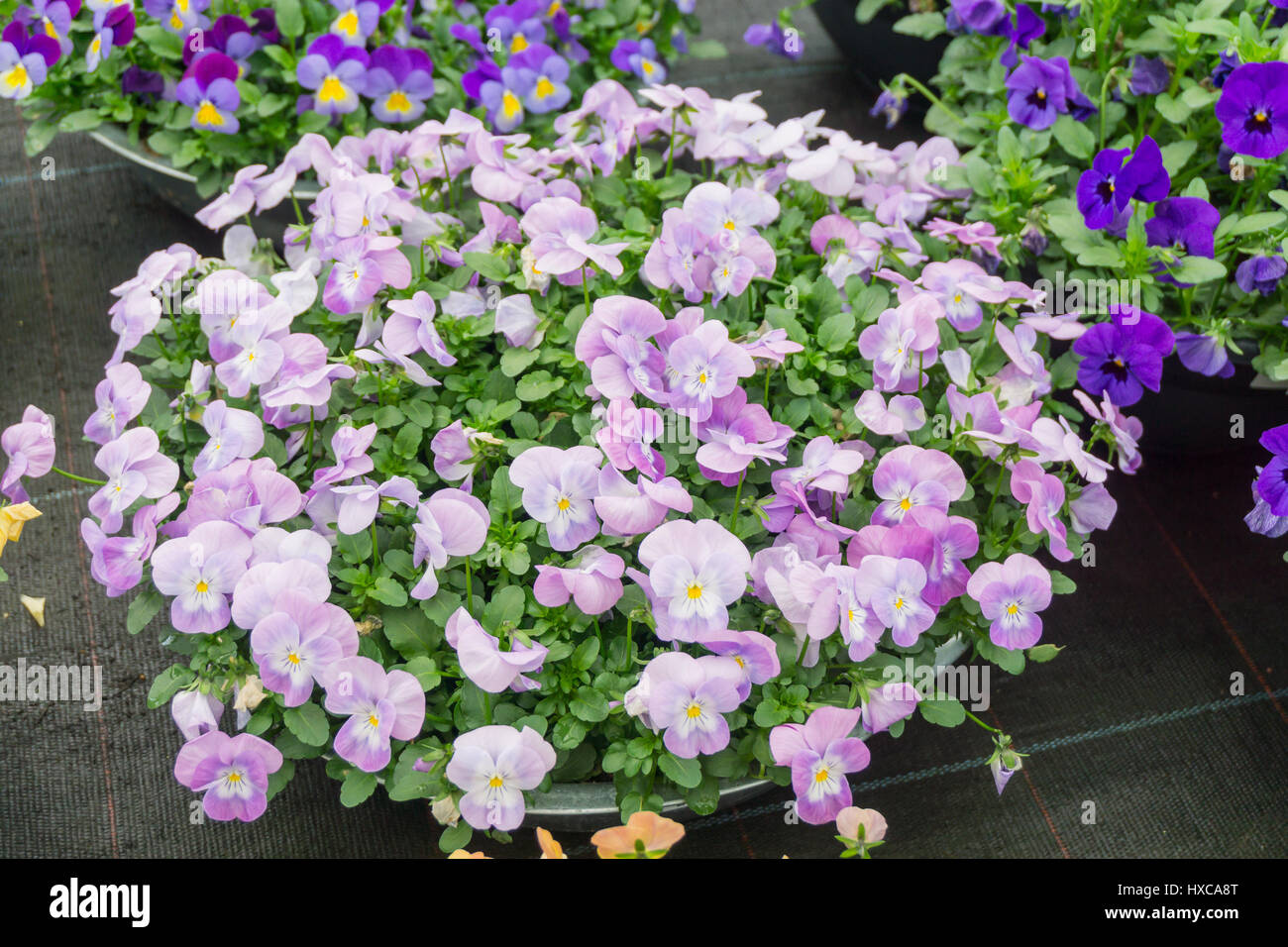 Frühling Blumen in Pflanzgefäße Stockfoto