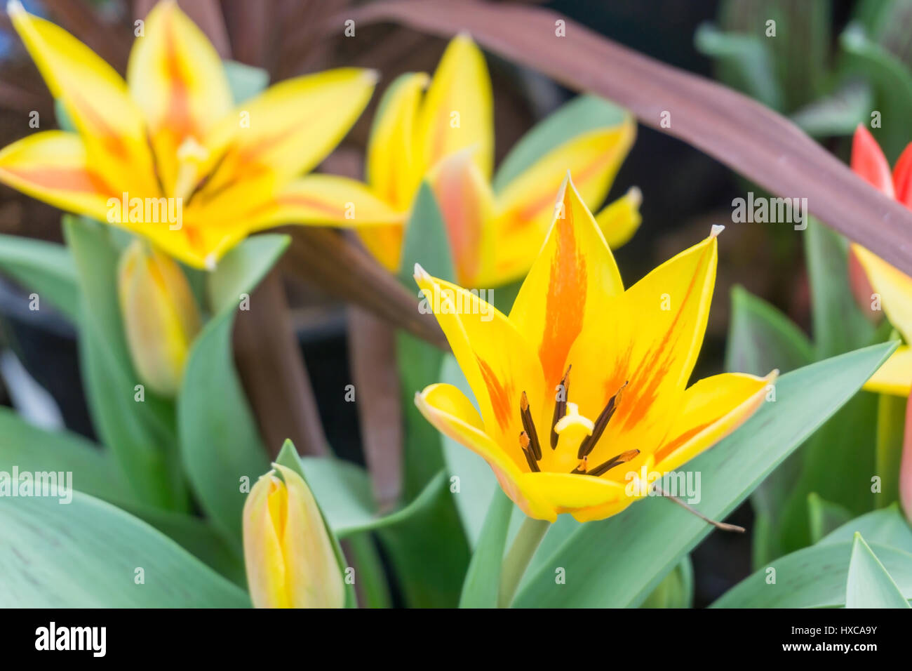 Close up Bilder von Blumen im Frühling, UK. Stockfoto
